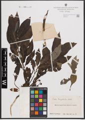 Foto von Salix dasyclados Wimm.